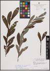 Foto von Salix daphnoides Vill. x Salix purpurea L.